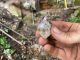 LIVE Mining Herkimer Diamonds! WROX News - Rock N Roll Mine -  S2