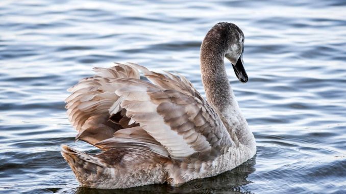 Grey Swans on the Horizon; AI, Cyber, Pandemics, and ET Scenarios