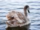 Grey Swans on the Horizon; AI, Cyber, Pandemics, and ET Scenarios