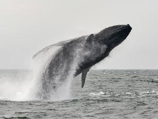 Bitcoin Whale
