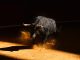 Bitcoin Bull