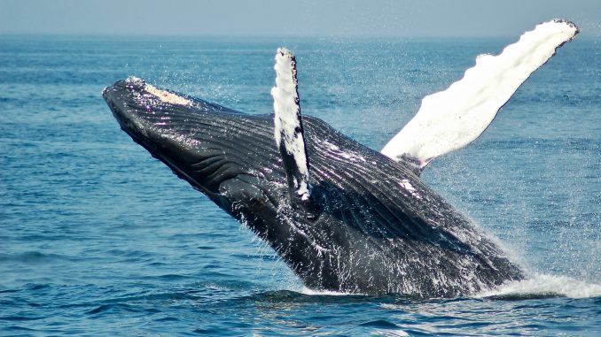 Bitcoin Whale
