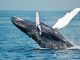 Bitcoin Whale