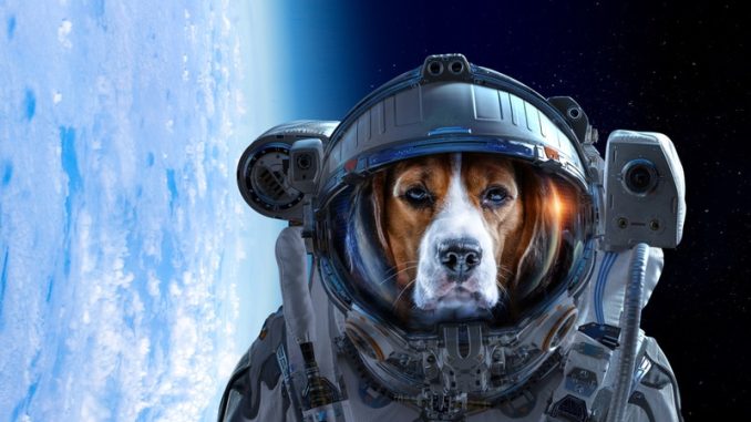 DOGE