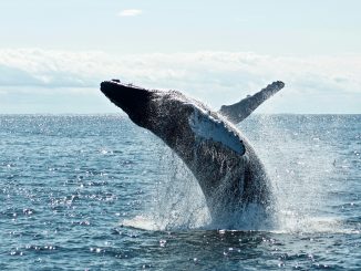 Bitcoin Whale