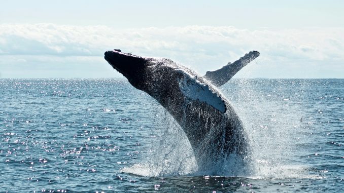Bitcoin Whale