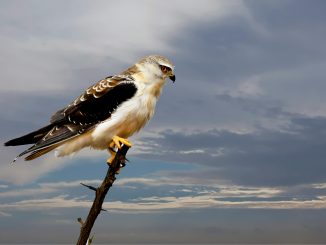 Lazarus