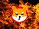 Shiba Inu