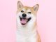 Shiba Inu