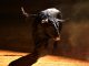 Bitcoin Bull