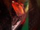 BURN OUT MINER UNDER THE MICROSCOPE #asicminers #news #cryptocurrency #mining #bitcoin #btc #crypto