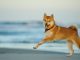 Ripple XRP, Shiba Inu, iDEGEN