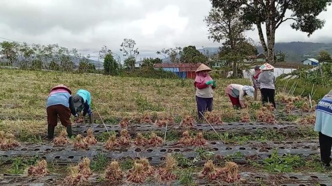 INNOVILLAGE 2025 – SmartNode Farm – Politeknik Negeri Padang – Desa Pengalian Kayu – Sumatera Barat