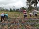 INNOVILLAGE 2025 – SmartNode Farm – Politeknik Negeri Padang – Desa Pengalian Kayu – Sumatera Barat