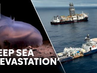 Deep sea mining has 'devastating' impact on biodiversity