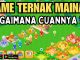 Bagaimana Cara Mendapatkan USDT Game Brown Toys | Game NFT | Game Web3 | Sesepuh NFT